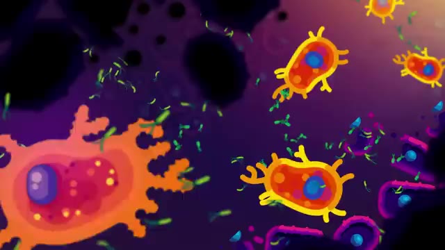 How The Immune System ACTUALLY Works – IMMUNE